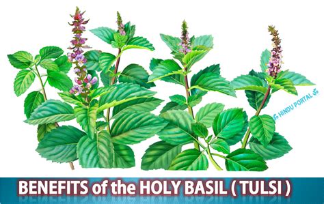 tulsi pron|Holy Basil (Tulsi) Benefits & Uses .